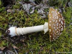 Amanita regalis