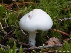 Amanita virosa