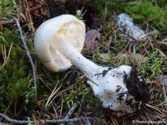 Amanita virosa