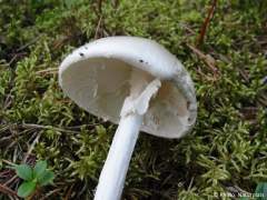 Amanita virosa
