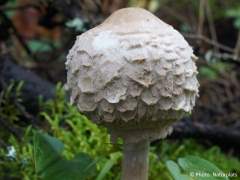 Chlorophyllum rhacodes