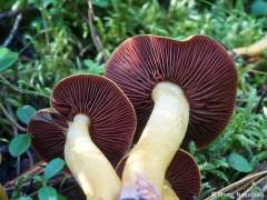 Cortinarius semisanguineus