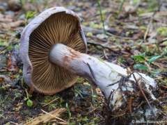 Cortinarius traganus