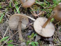 Entoloma vernum