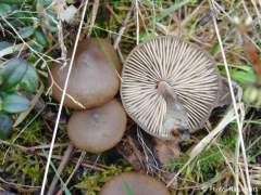 Entoloma vernum