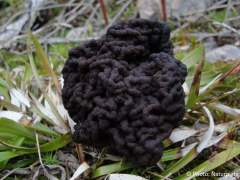 Gyromitra esculenta