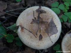 Paxillus involutus