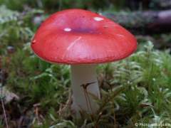Russula emetica