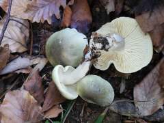Tricholoma saponaceum