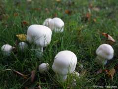 Agaricus arvensis