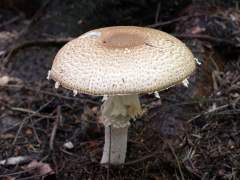 Agaricus augustus