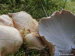 Albatrellus confluens