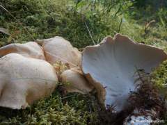 Albatrellus confluens