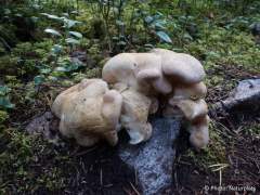 Albatrellus confluens