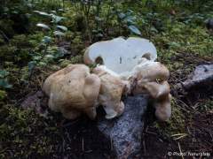 Albatrellus confluens