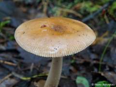 Amanita fulva