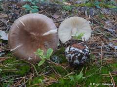 Amanita porphyria