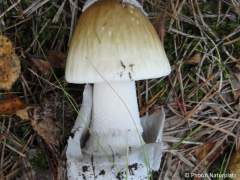 Amanita submembranacea