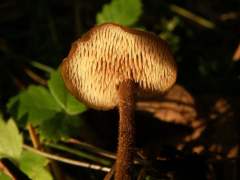 Auriscalpium vulgare