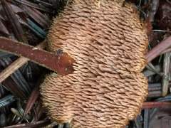 Auriscalpium vulgare