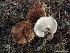 Bankera fuligineoalba