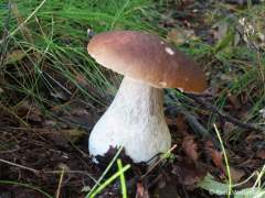 Boletus edulis