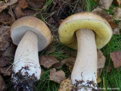 Boletus edulis
