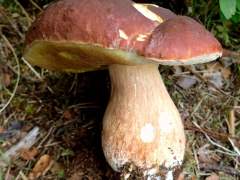 Boletus pinophilus