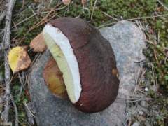 Boletus pinophilus
