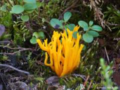 Calocera viscosa