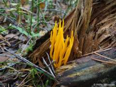 Calocera viscosa