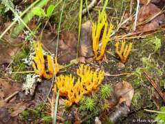 Calocera viscosa