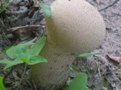 Calvatia excipuliformis
