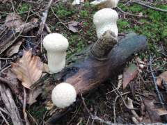 Calvatia excipuliformis