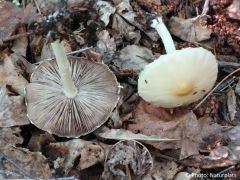 Candolleomyces candolleanus