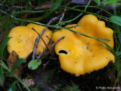 Cantharellus cibarius