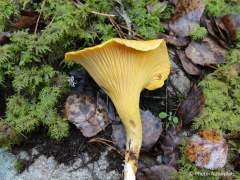 Cantharellus cibarius