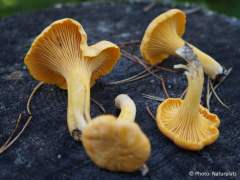 Cantharellus cibarius
