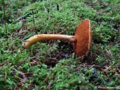 Chalciporus piperatus