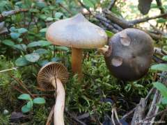 Chroogomphus rutilus