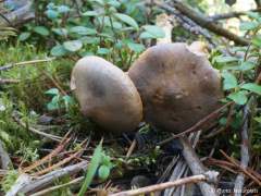 Chroogomphus rutilus