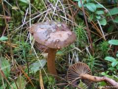 Chroogomphus rutilus