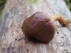 Chroogomphus rutilus