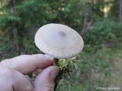 Clitocybe clavipes