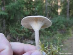 Clitocybe clavipes