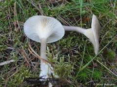 Clitocybe clavipes