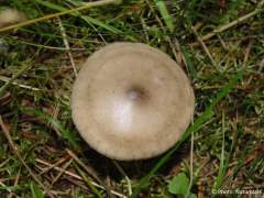 Clitocybe clavipes