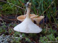 Clitocybe gibba