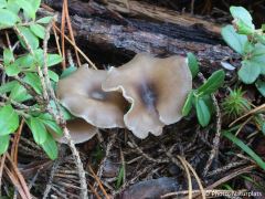 Clitocybe metachroa
