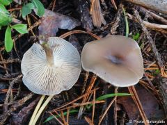 Clitocybe metachroa